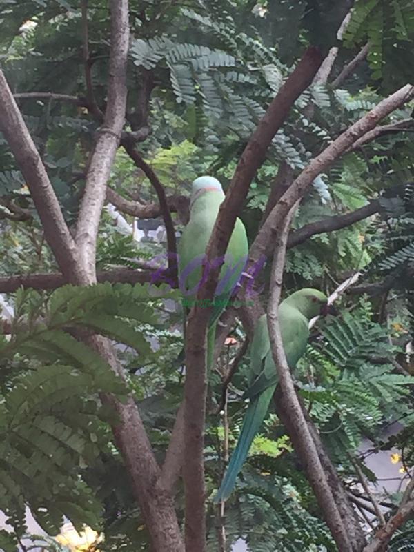 A Couple of parrots outside Ram Kapoor house could not stop him to snap