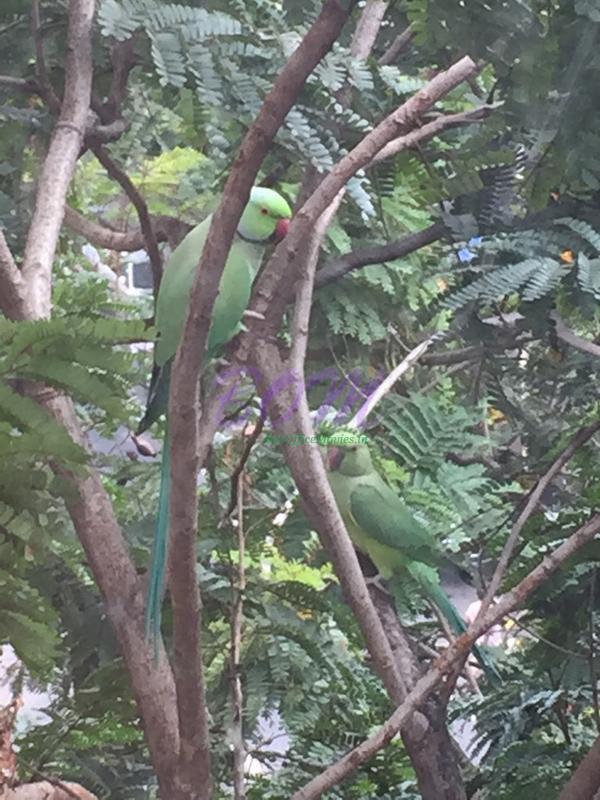 A parrot outside Ram Kapoor house