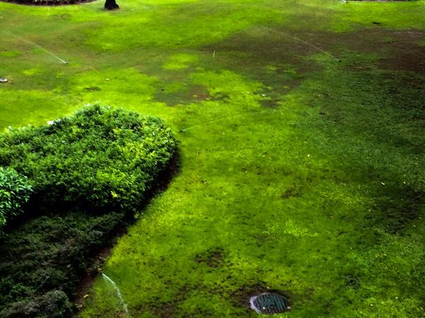 Boman Irani shared this picture on 22 July 14, says Water water everywhere but not a drop of sense! It's pouring in Goa and the sprinklers have been turned on the lawn.