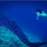 Jacqueline Fernandez with a whale shark