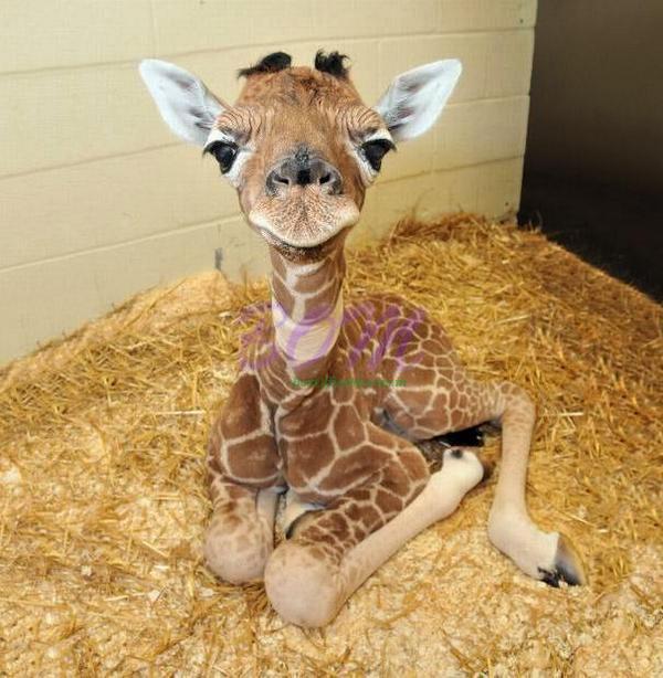 Picture by Sanjay Gupta - THIS IS SUCH A RARE AND BEAUTIFUL SIGHT. A BABY GIRAFFE.
