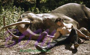 Vidyut Jammwal super pic with a lovely elephant on World Elephant Day 2018