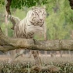 Roar Movie - The Tigers of Sundarbans
