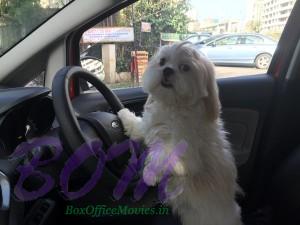 Sara Loren cute chauffeur