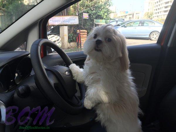 Sara Loren cute chauffeur